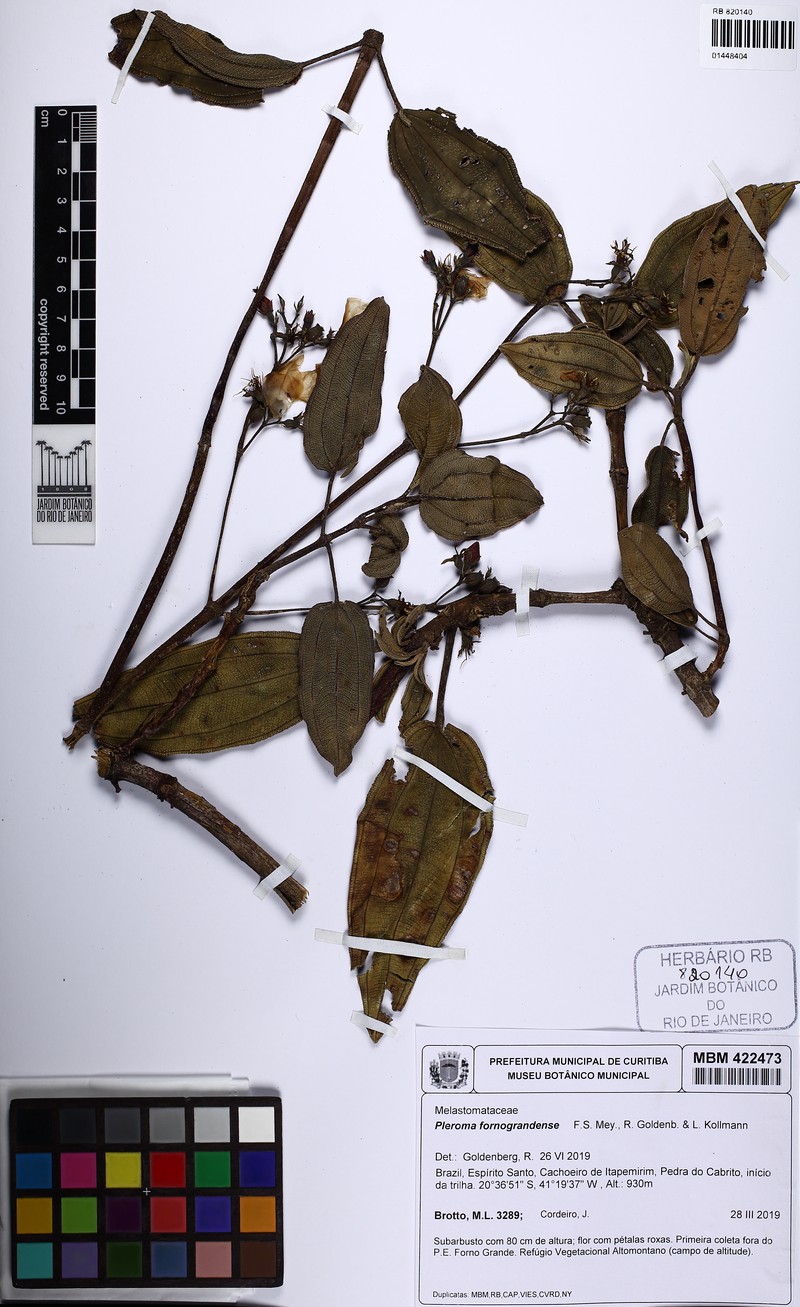 Pleroma fornograndense