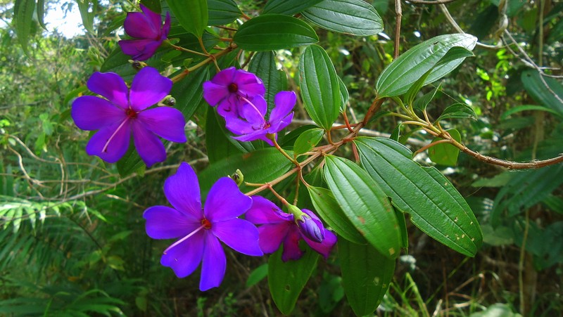 Pleroma francavillanum
