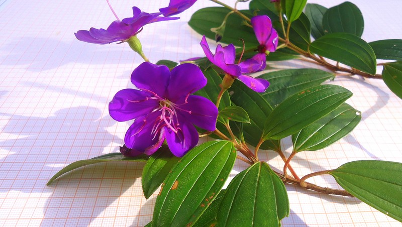 Pleroma francavillanum photo 2