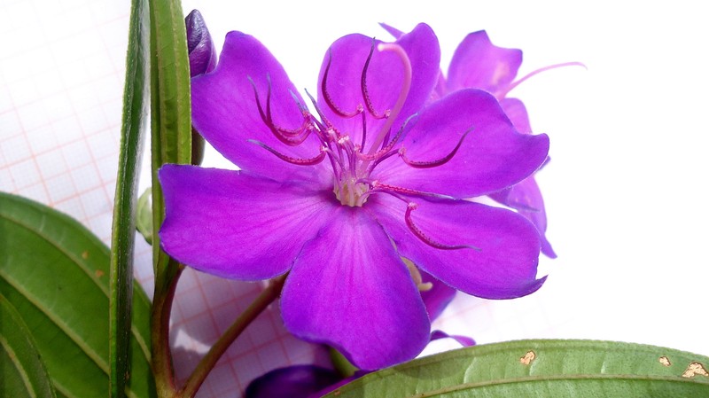 Pleroma francavillanum photo 3