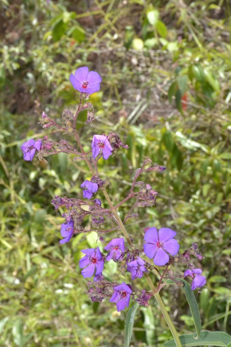 Pleroma gardneri photo 3