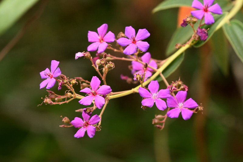 Pleroma gardneri photo 5