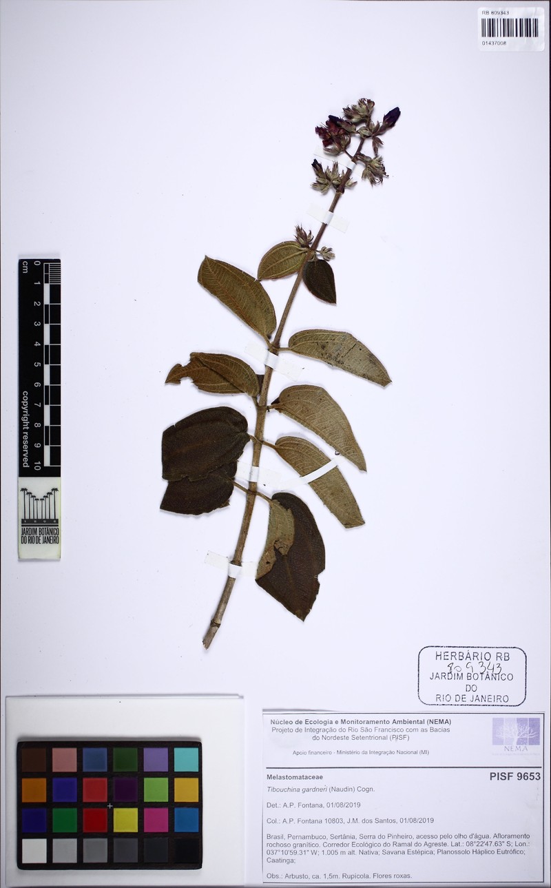Pleroma gardneri photo 6