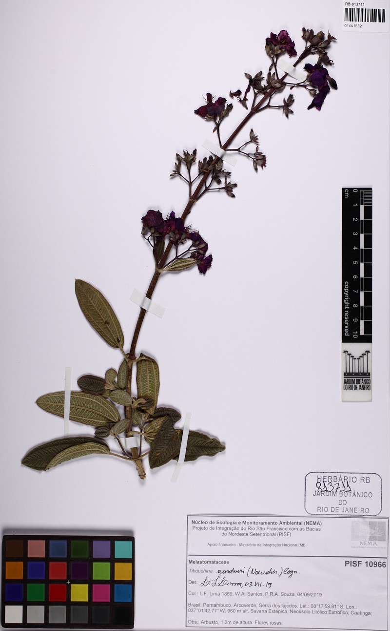Pleroma gardneri photo 7