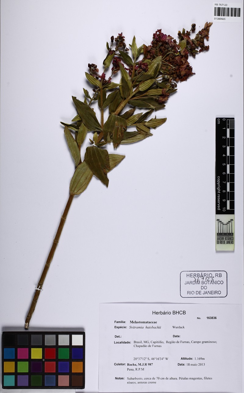 Pleroma gertii
