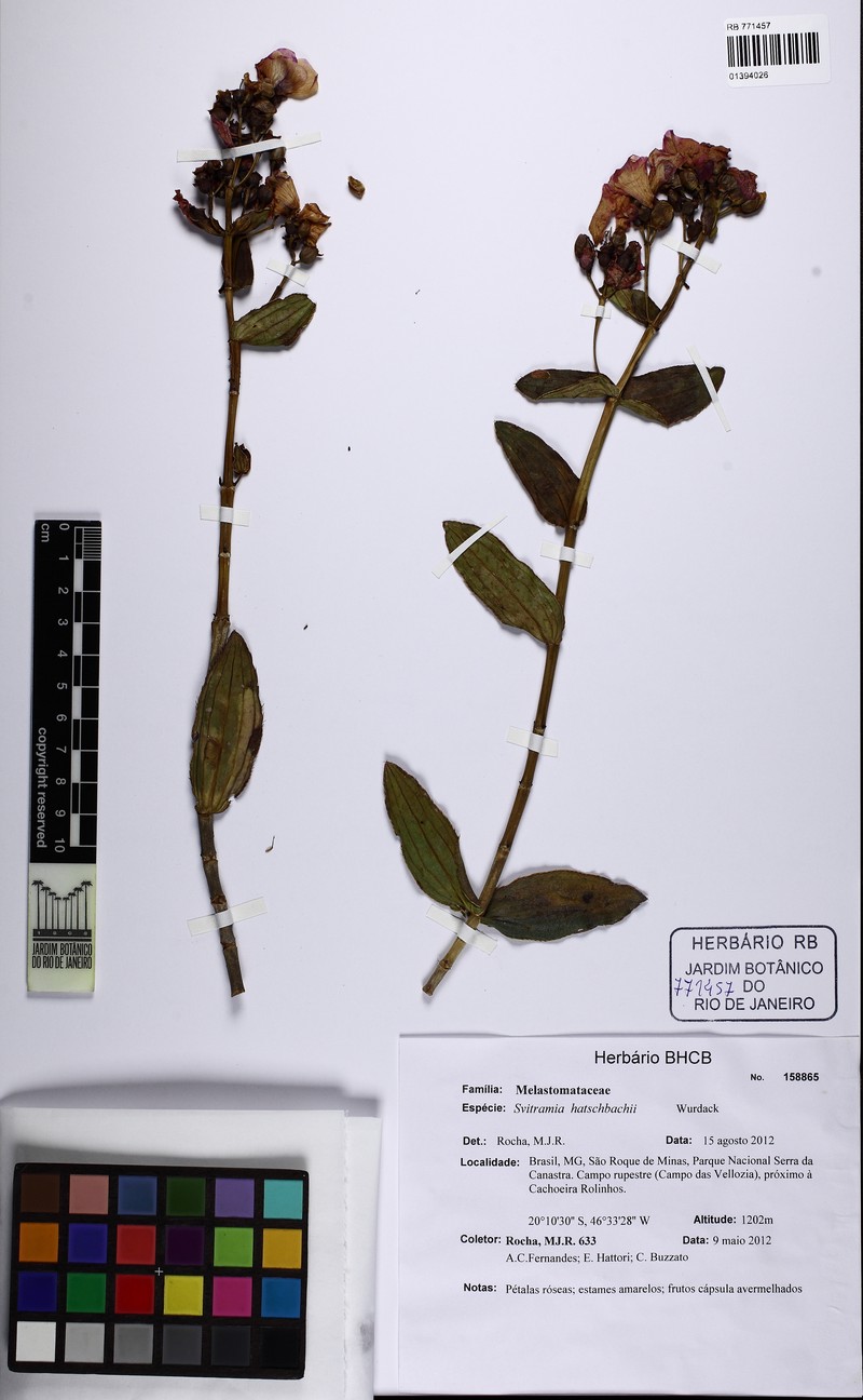 Pleroma gertii photo 2
