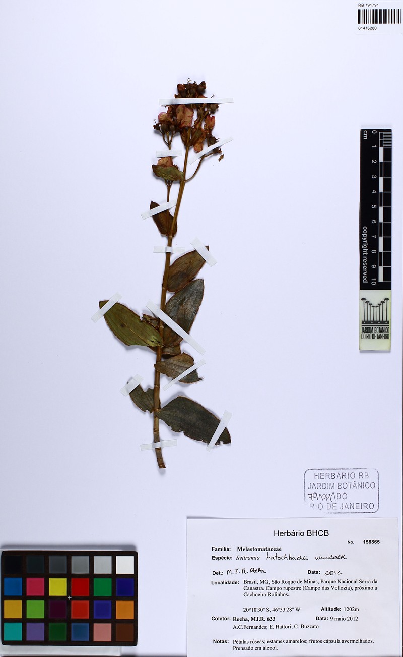 Pleroma gertii photo 3