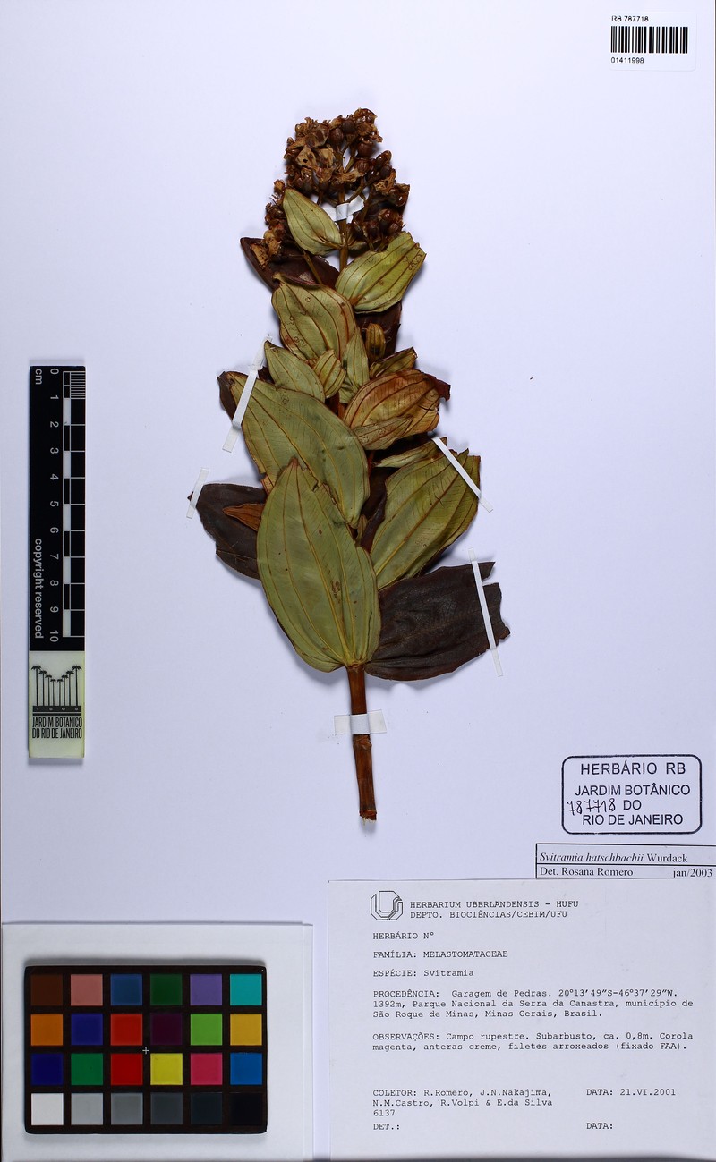 Pleroma gertii photo 4