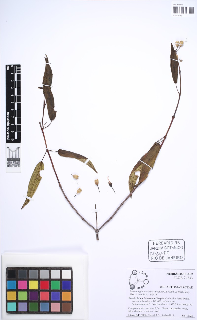 Pleroma glutinosum photo 2