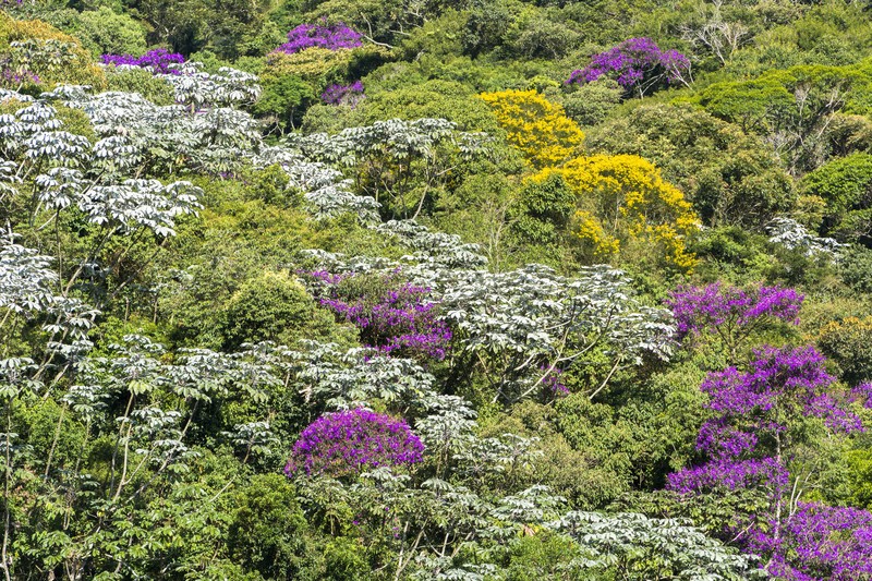 Brazilian Glorytree photo 4