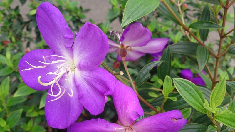 Brazilian Glorytree photo 5