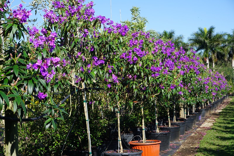 Brazilian Glorytree photo 6