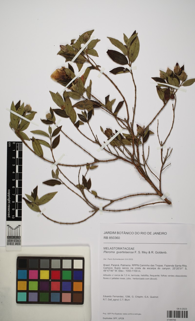 Pleroma guartelaense