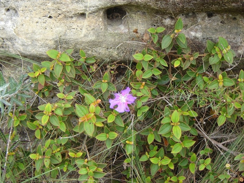 Pleroma hatschbachii