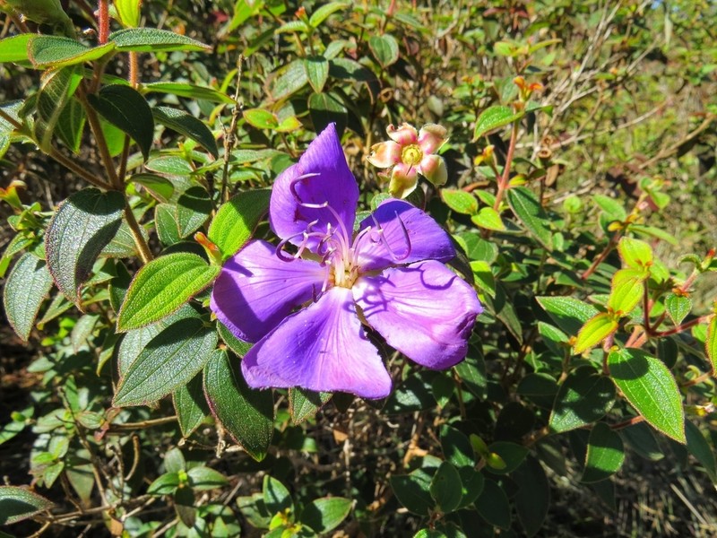 Pleroma hatschbachii photo 2