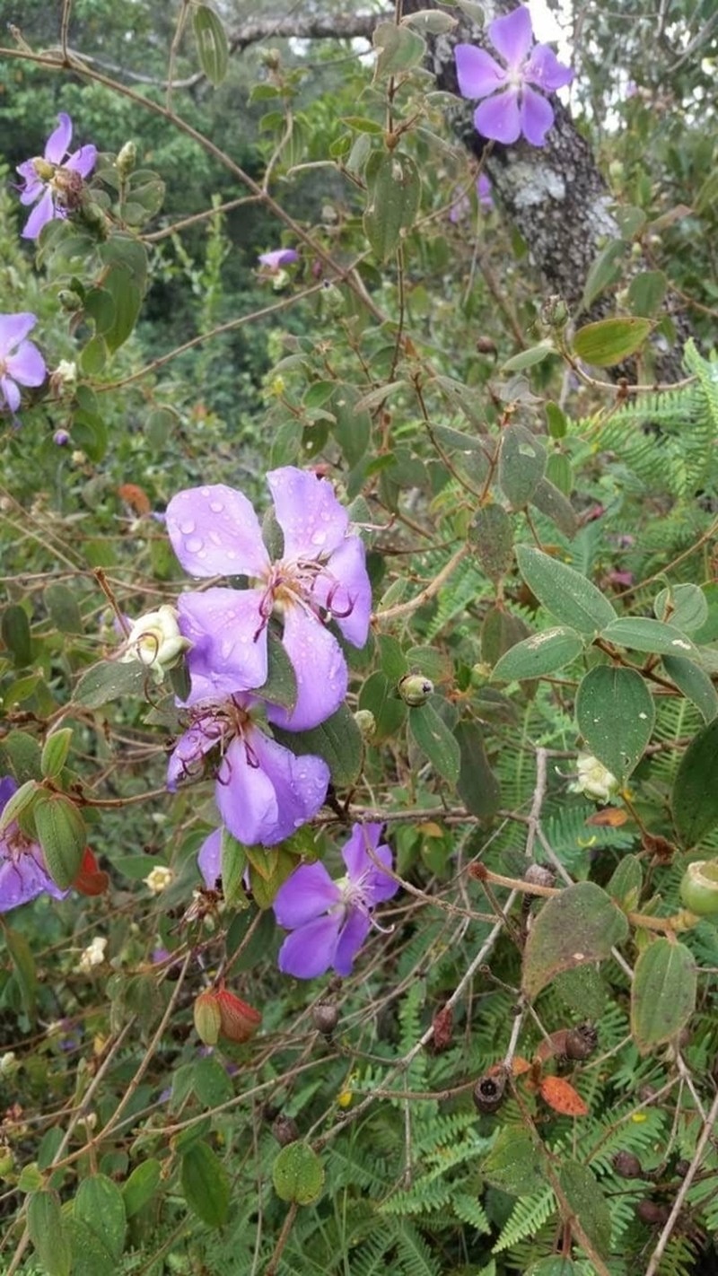 Pleroma hatschbachii photo 5