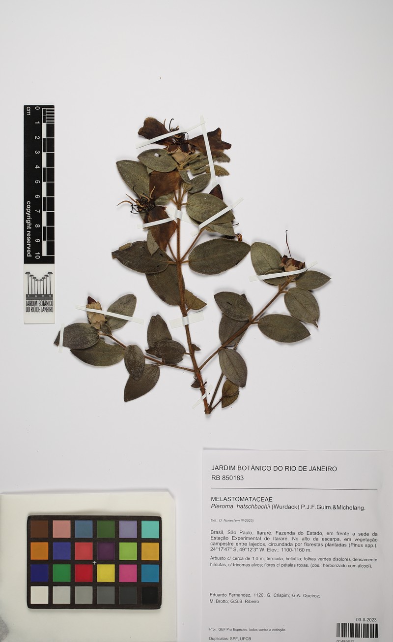 Pleroma hatschbachii photo 6
