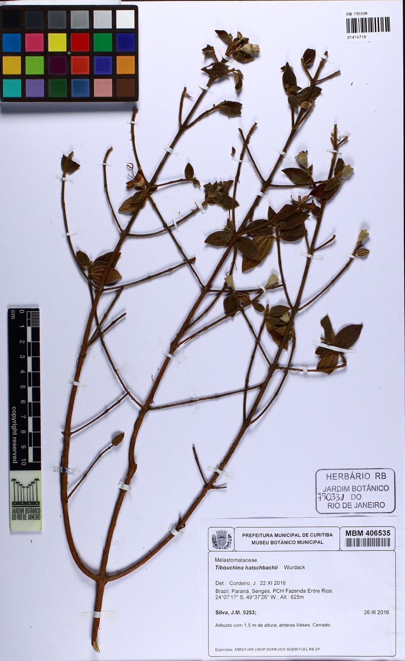 Pleroma hatschbachii photo 8