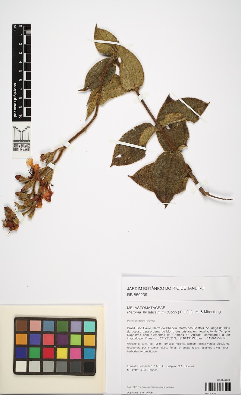 Pleroma hirsutissimum