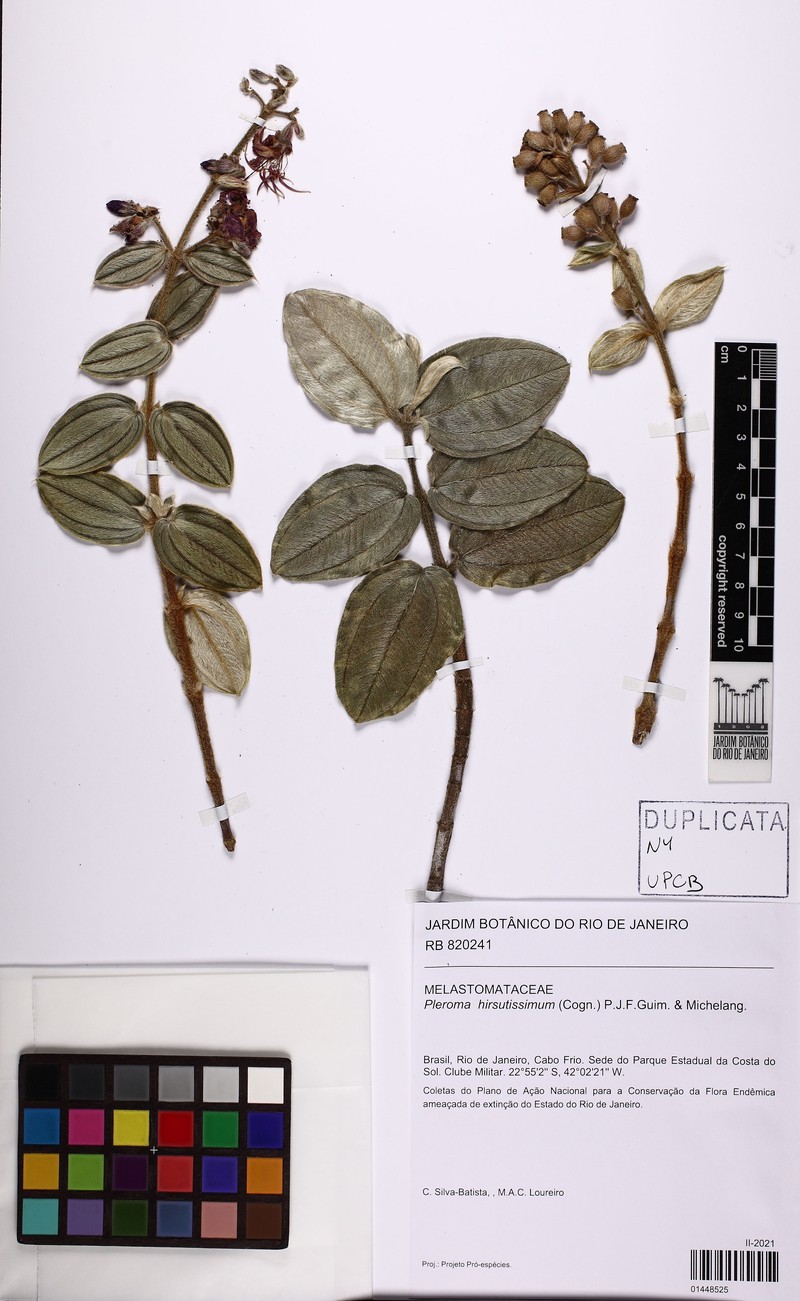 Pleroma hirsutissimum photo 2