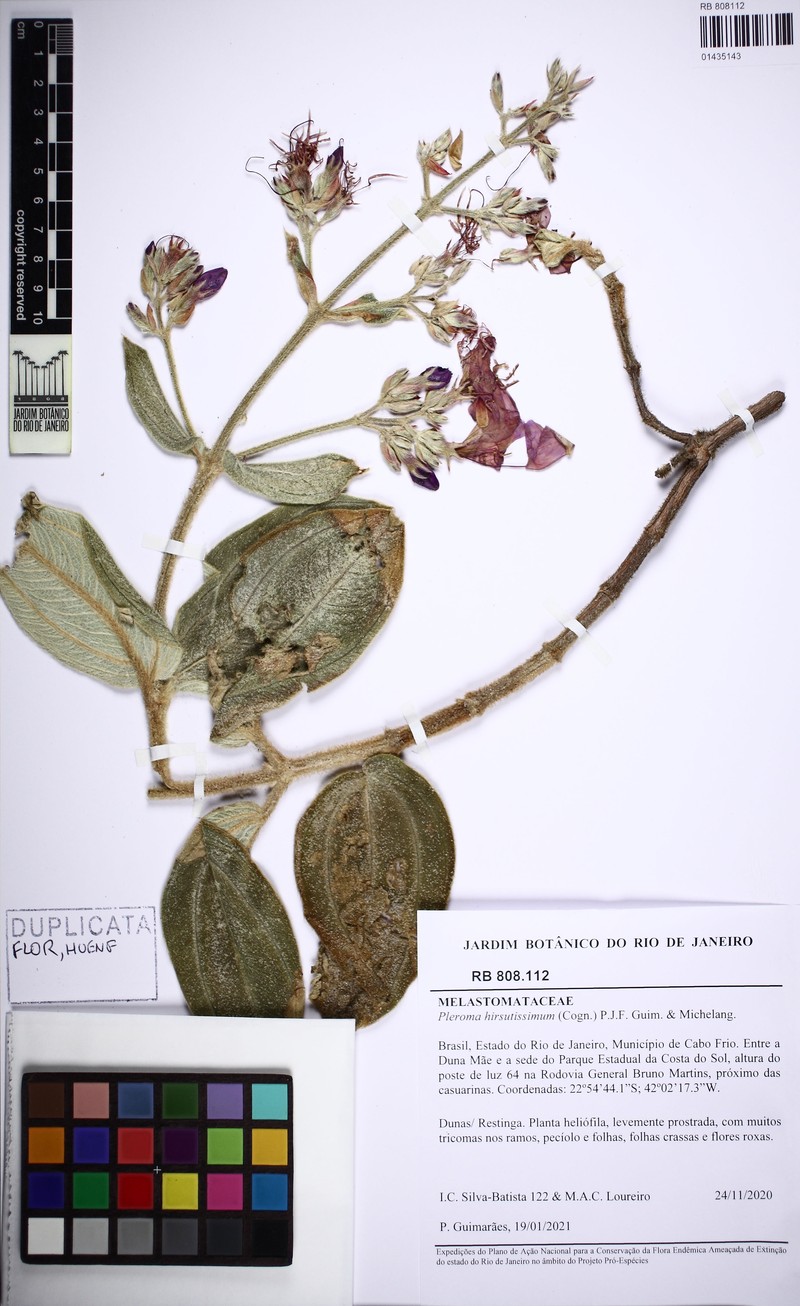 Pleroma hirsutissimum photo 3