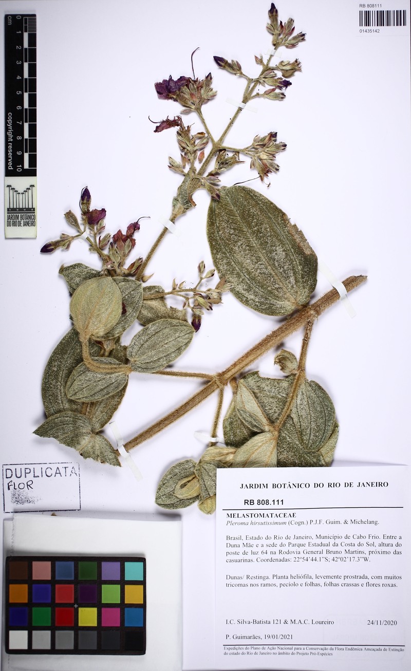 Pleroma hirsutissimum photo 4