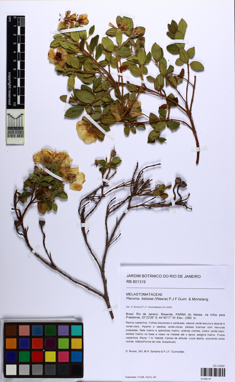 Pleroma itatiaiae