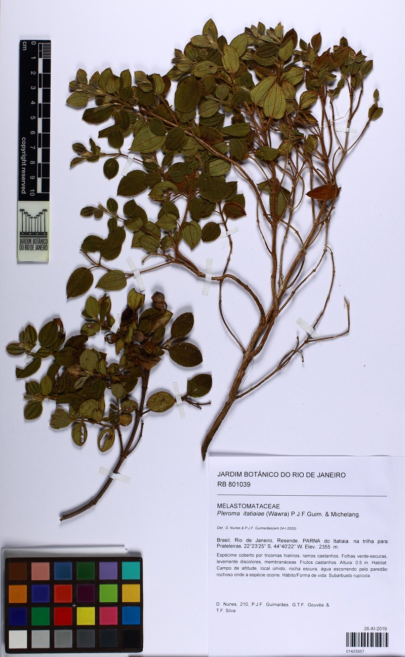 Pleroma itatiaiae photo 2