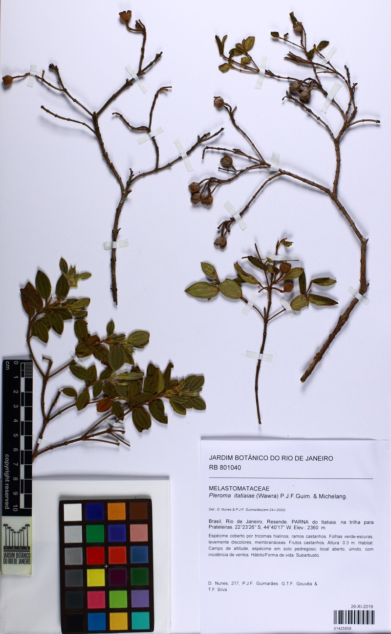 Pleroma itatiaiae photo 3