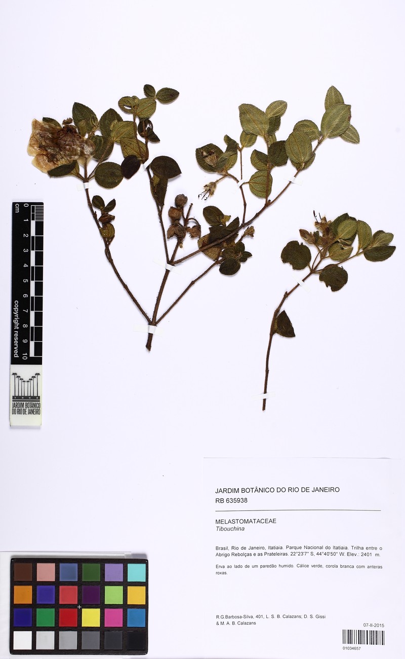 Pleroma itatiaiae photo 4
