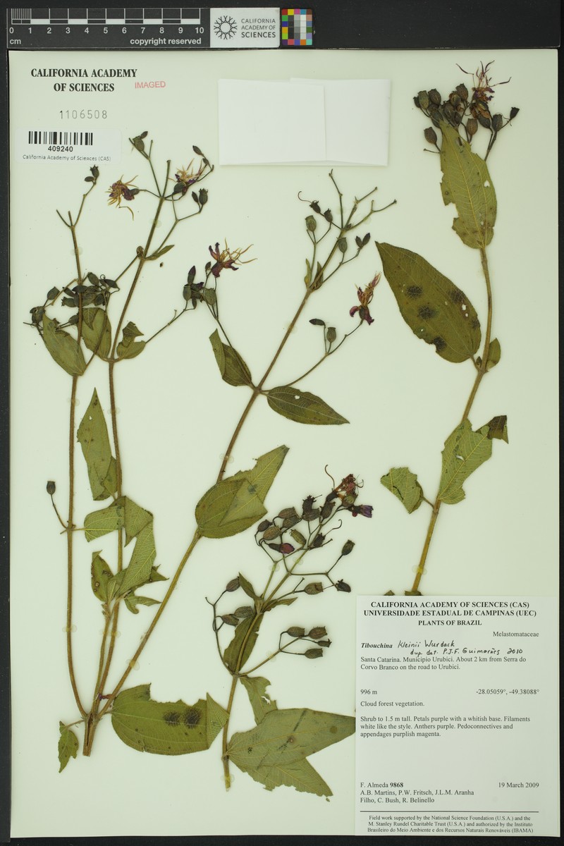 Pleroma kleinii photo 2