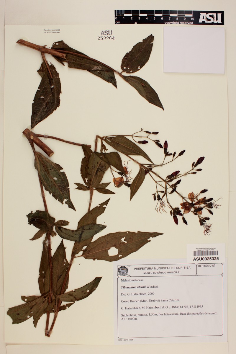 Pleroma kleinii photo 3