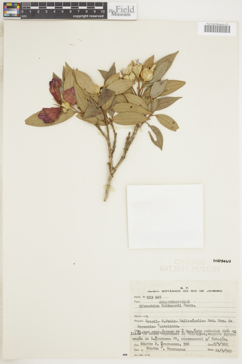 Pleroma kuhlmannii