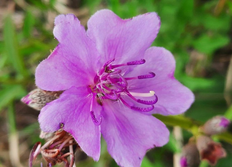 Pleroma laevicaule