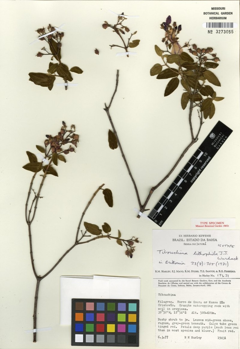 Pleroma lithophilum photo 2