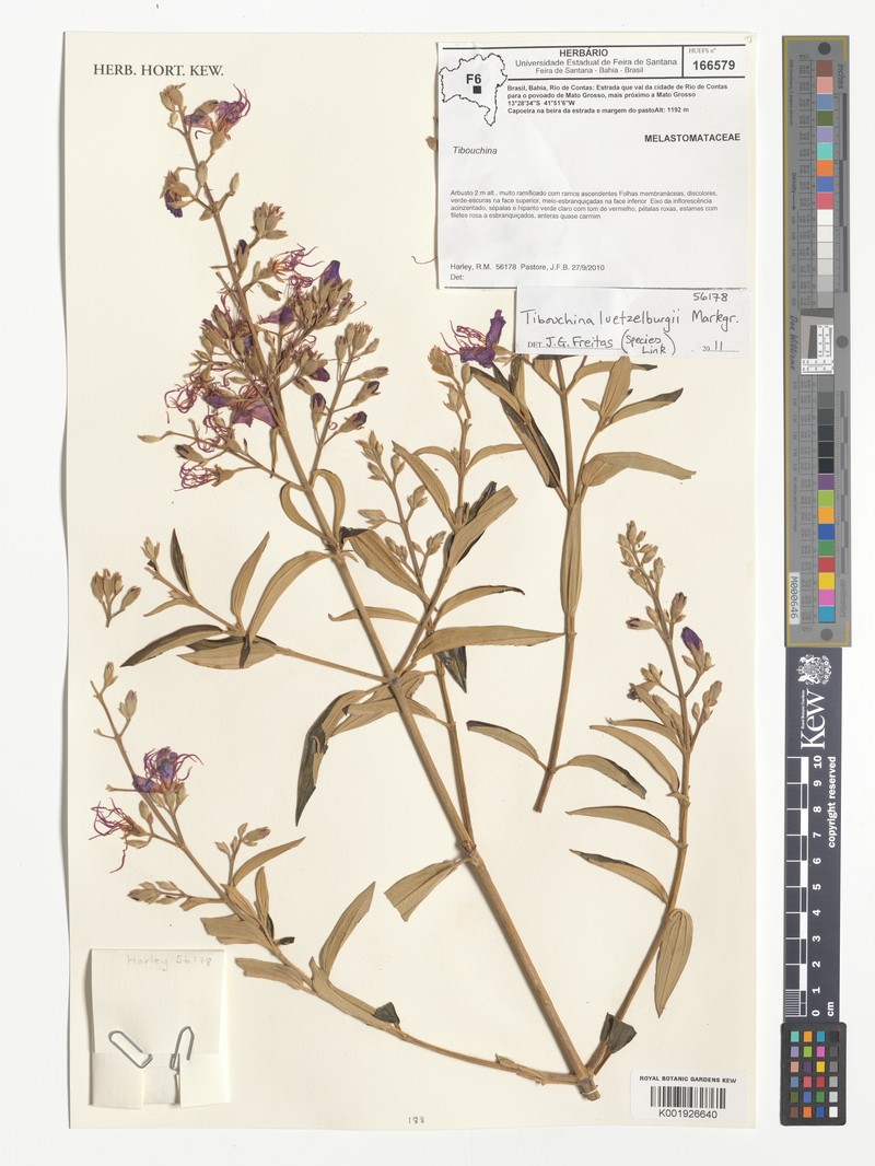 Pleroma luetzelburgii photo 2