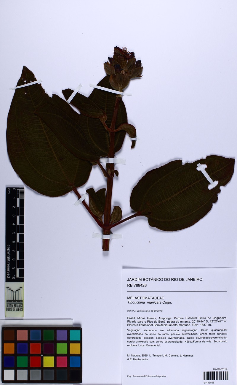 Pleroma manicatum