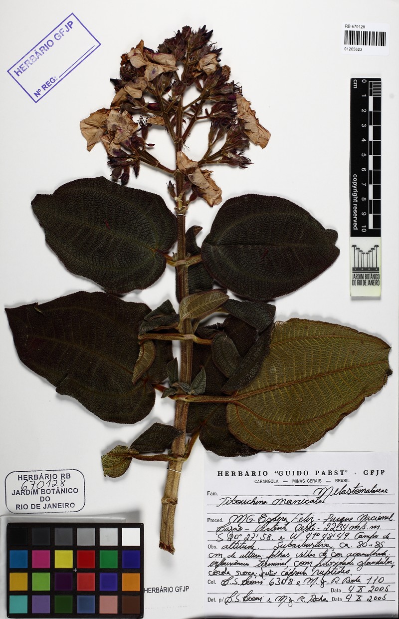 Pleroma manicatum photo 2