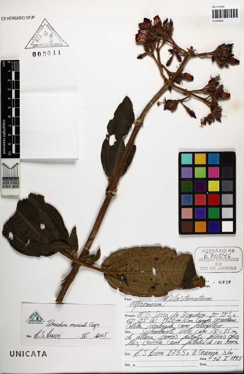 Pleroma manicatum photo 3
