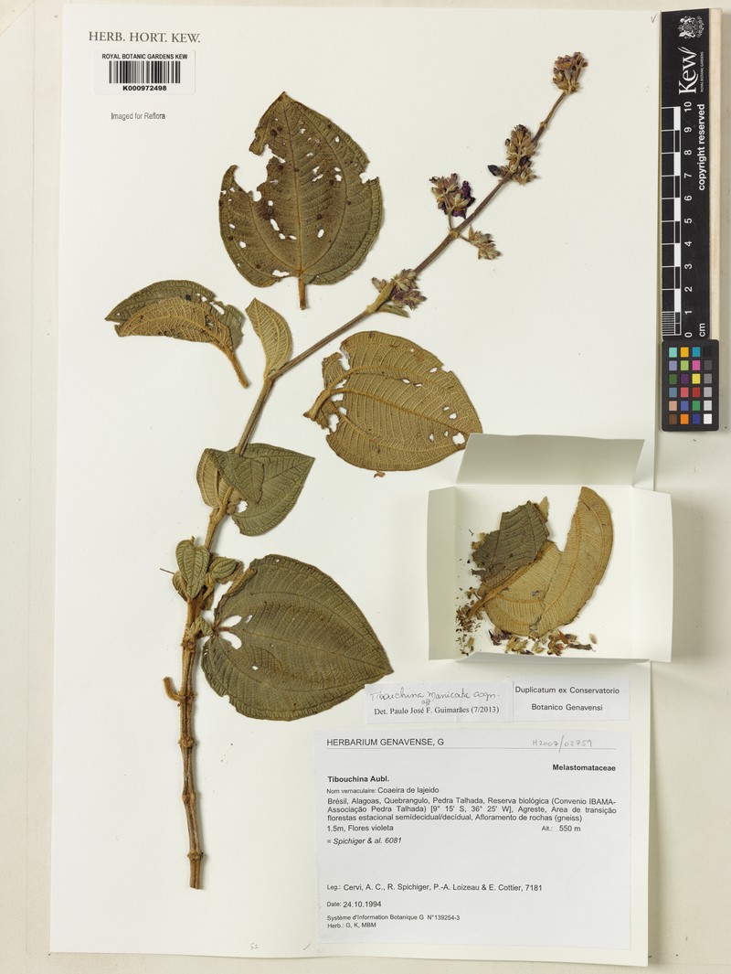 Pleroma manicatum photo 4