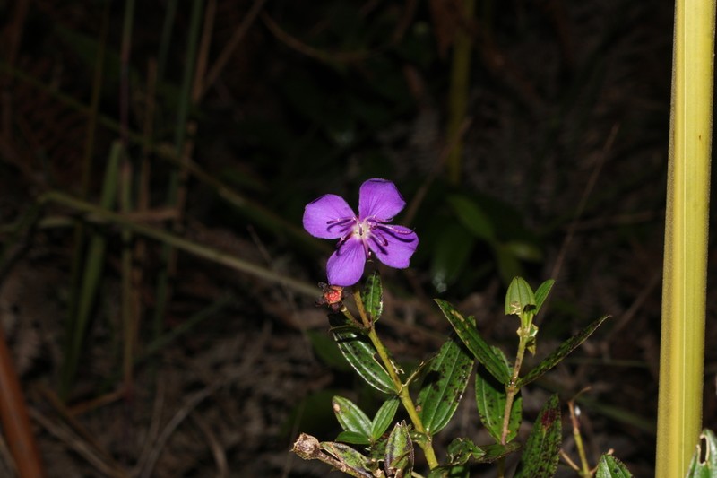 Pleroma martiusianum