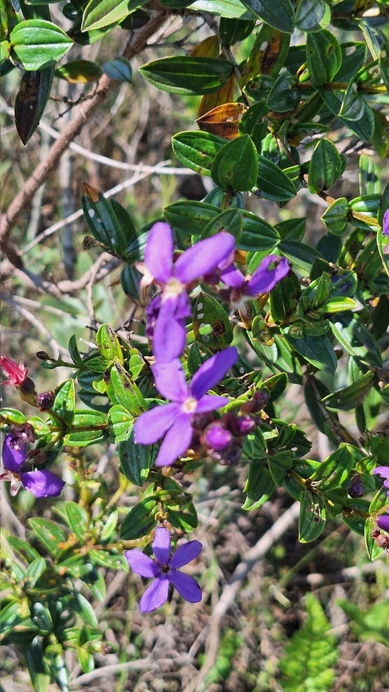 Pleroma martiusianum photo 2