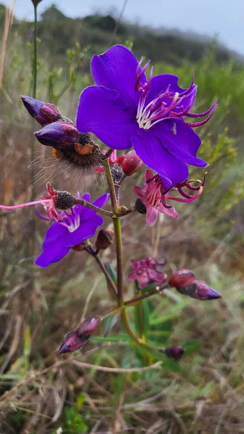 Pleroma martiusianum photo 5
