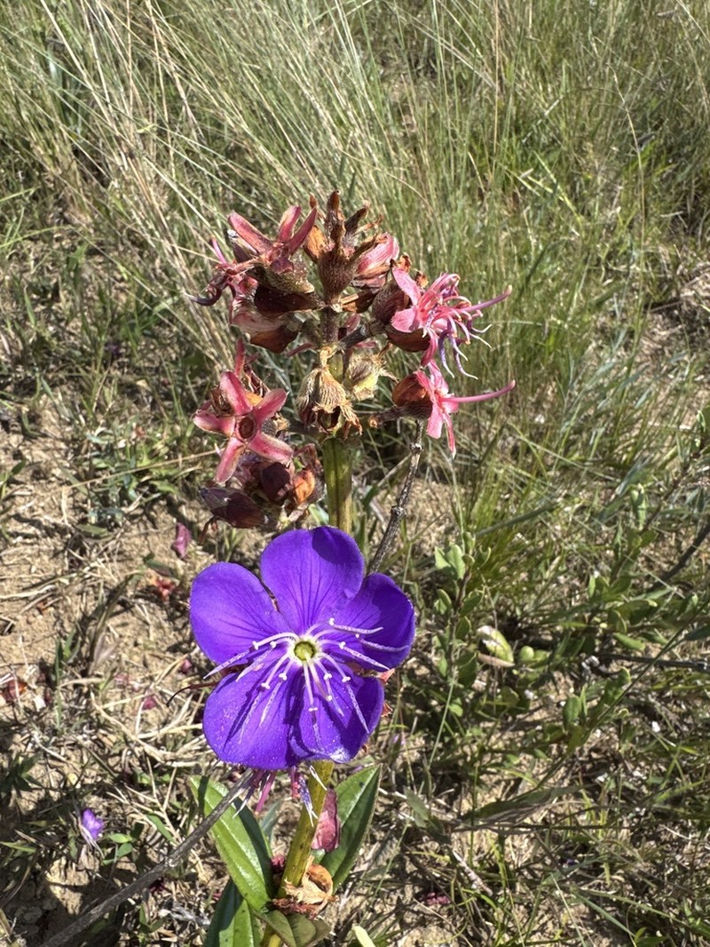 Pleroma martiusianum photo 8