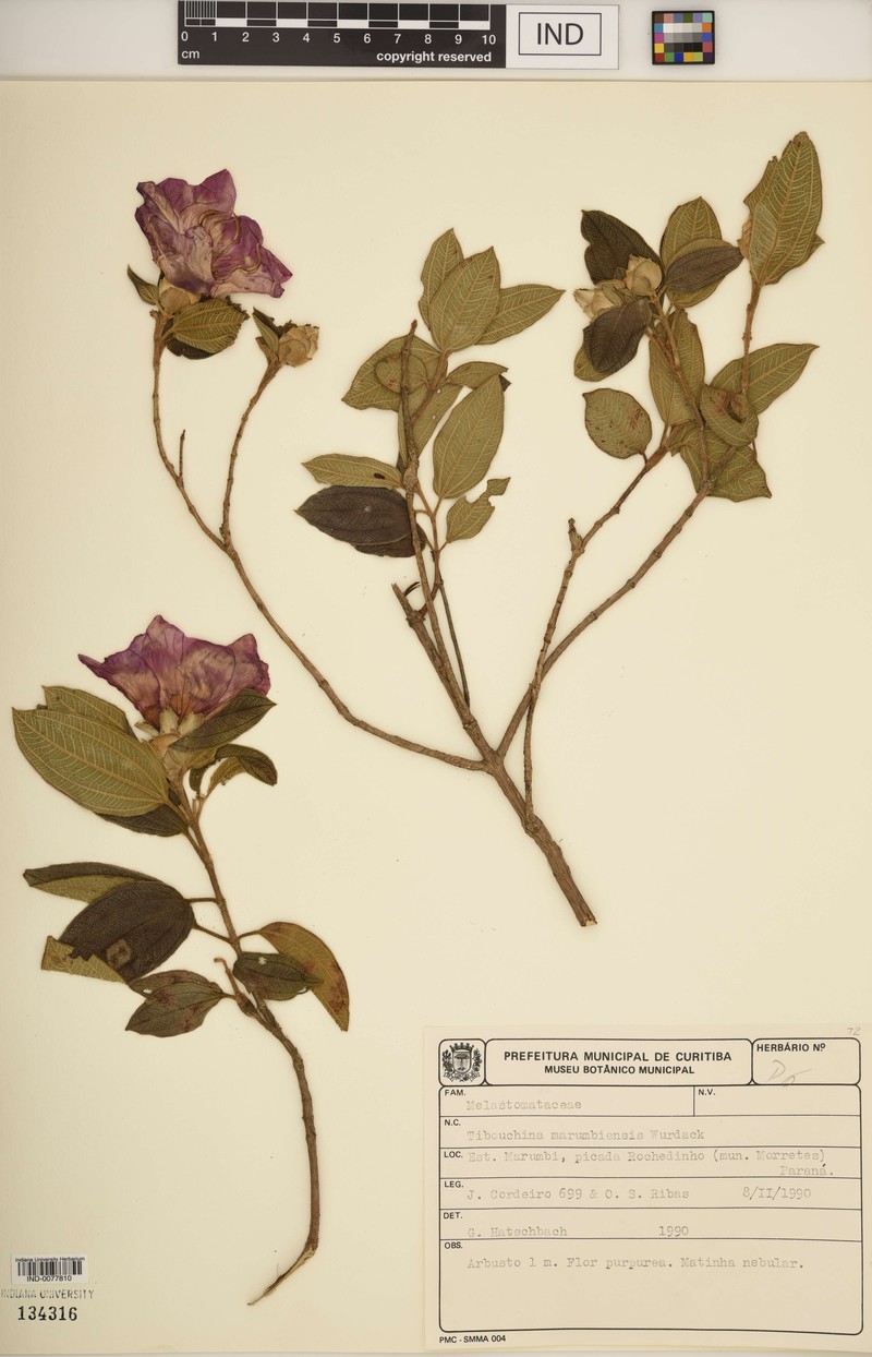 Pleroma marumbiense