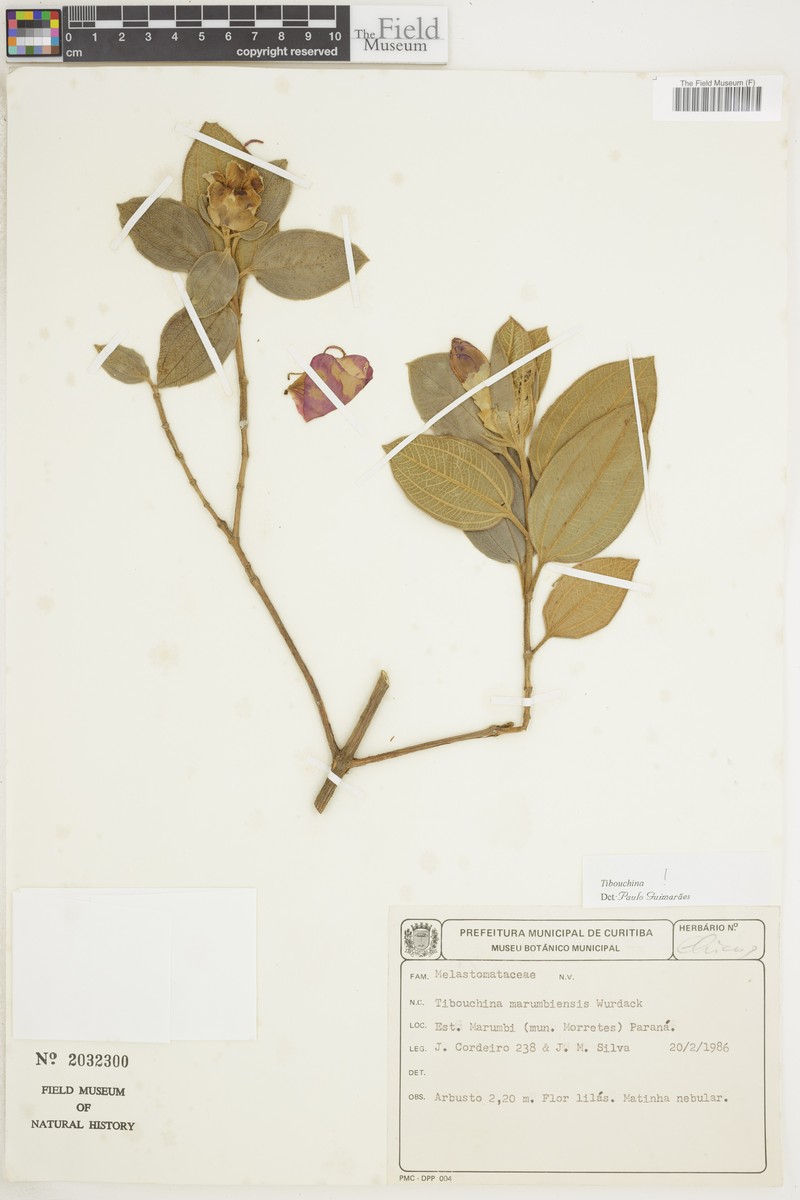 Pleroma marumbiense photo 2