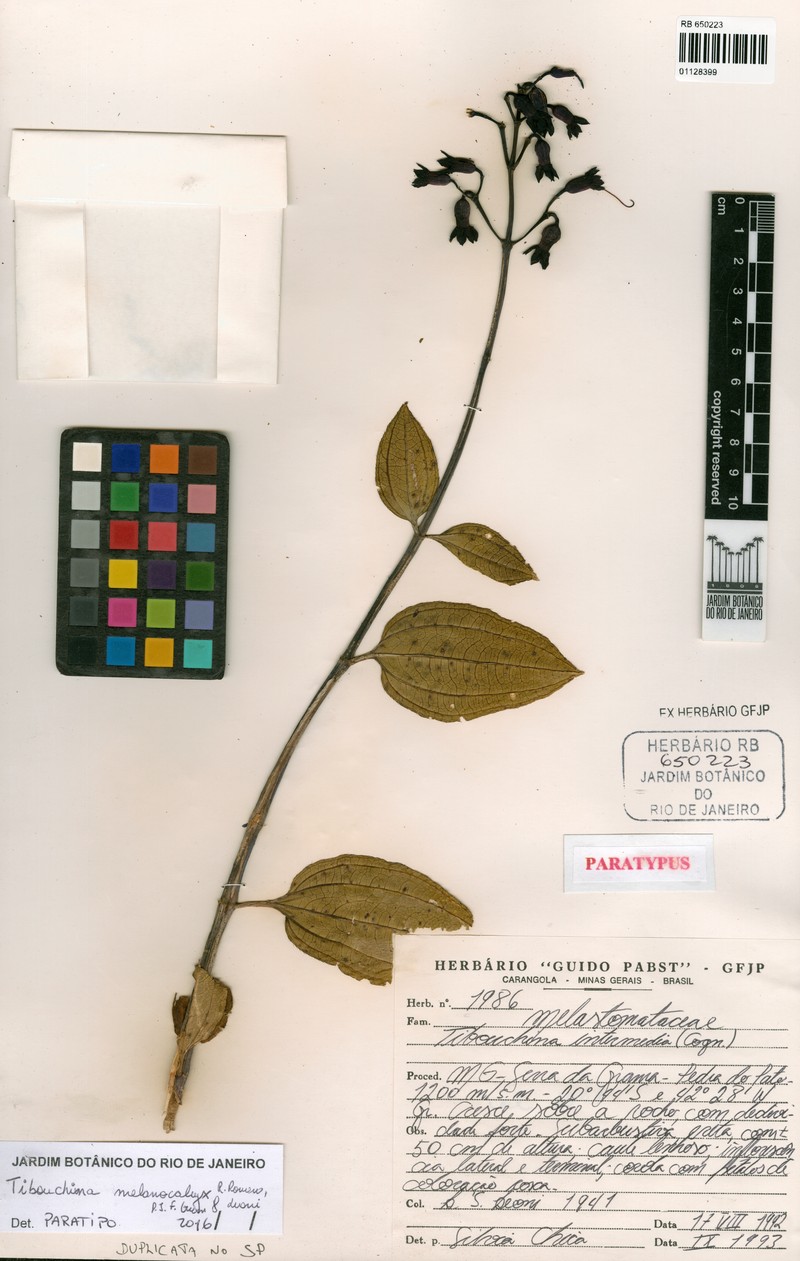 Pleroma melanocalyx
