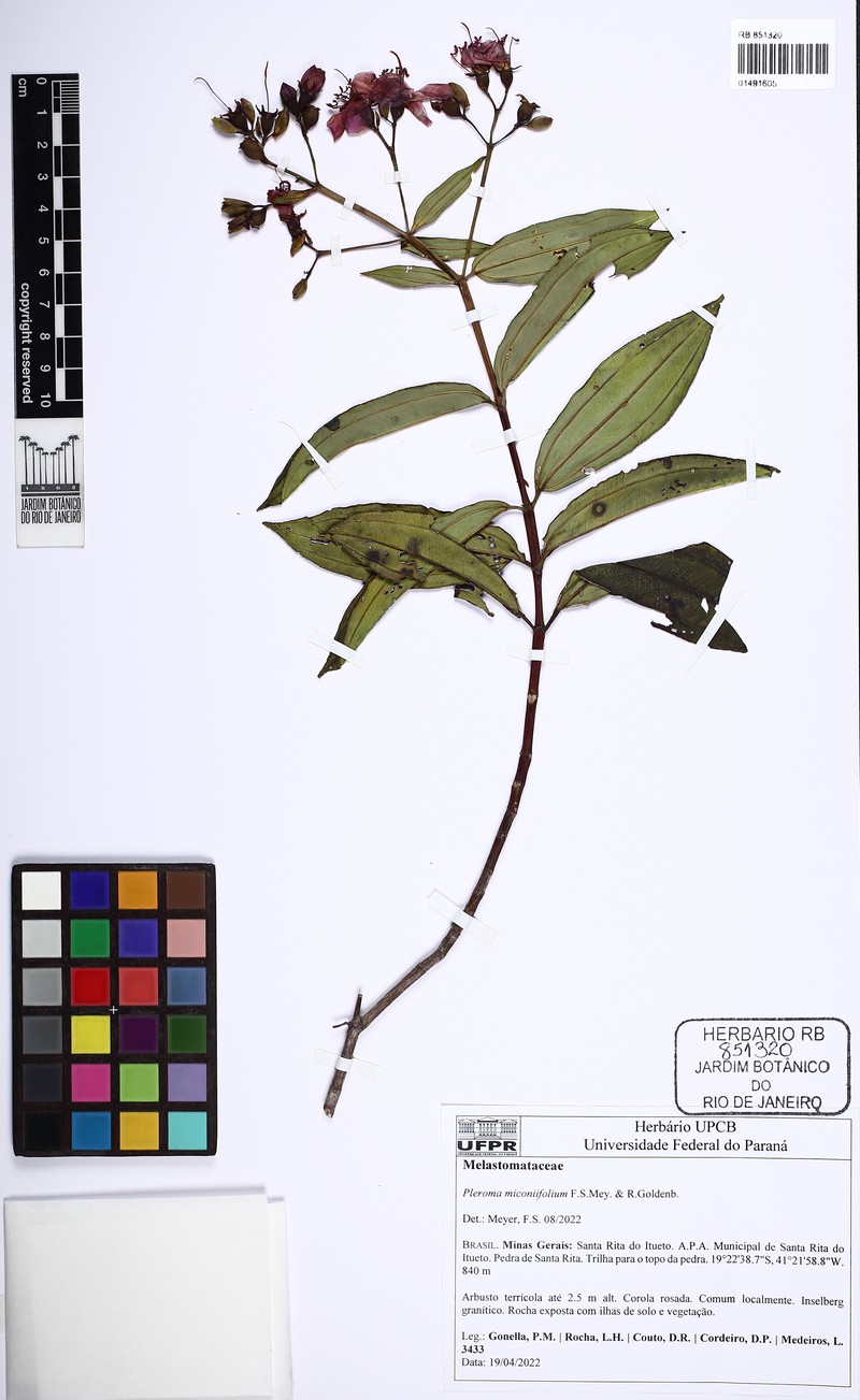 Pleroma miconiifolium