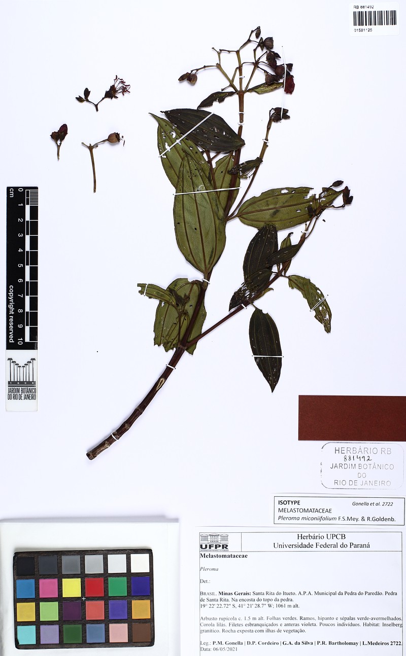 Pleroma miconiifolium photo 2