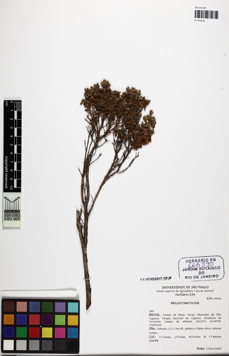 Pleroma microphyllum